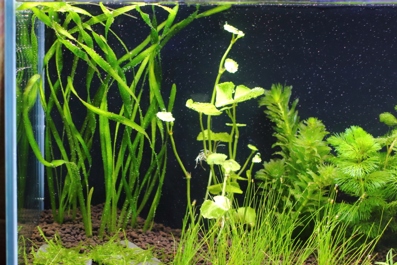 植栽直後　スクリューバリスネリア